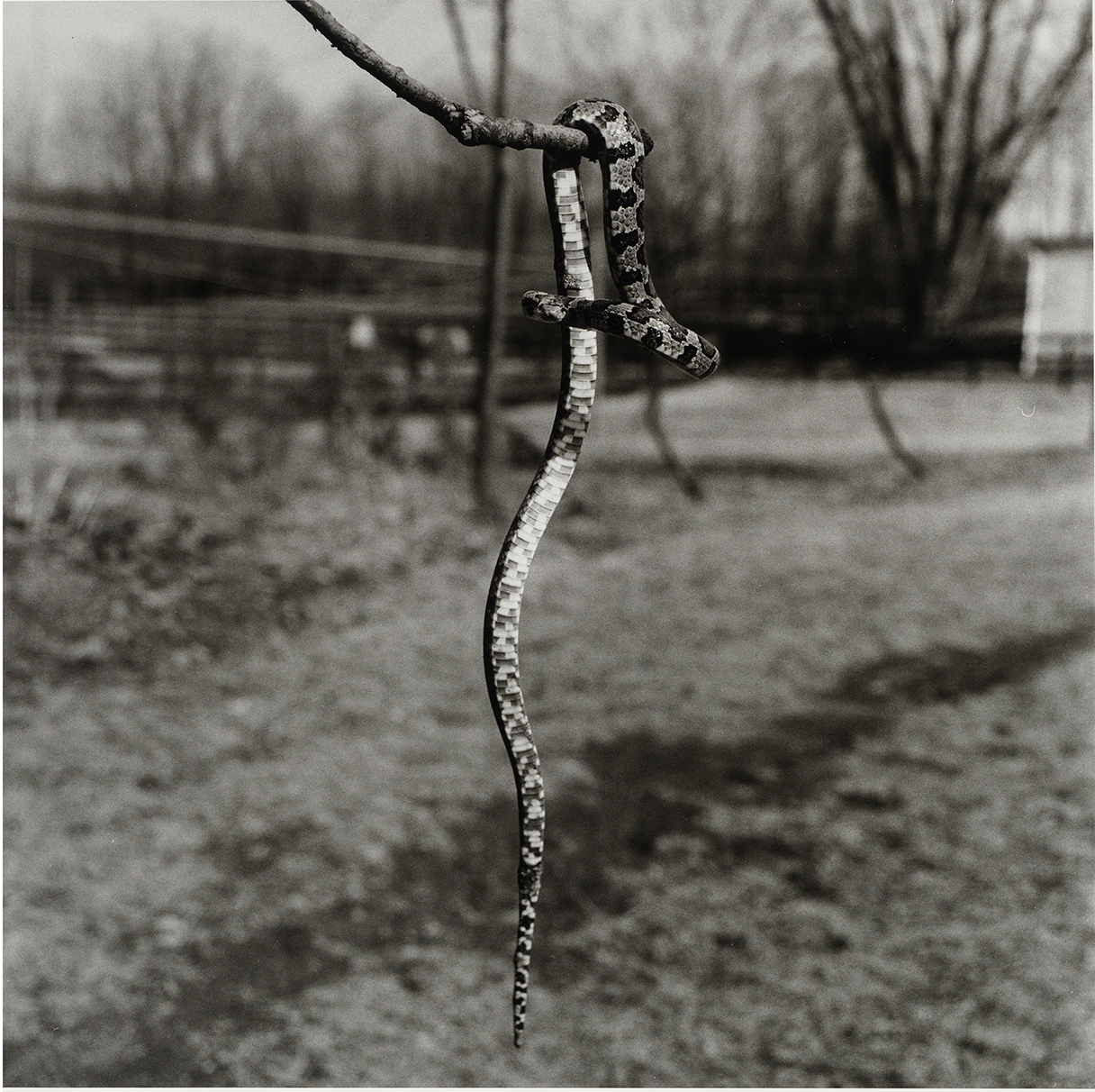 Snake on a Branch, Germantown, New York