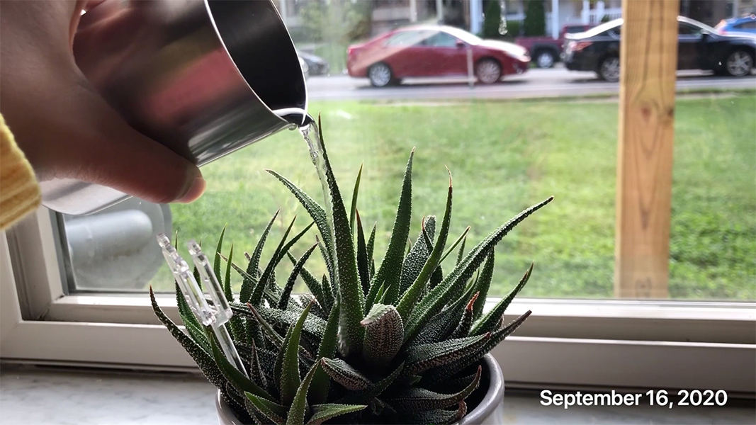 A person waters a houseplant.